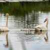Two adult swans with cygnets swimming in a pond with blurred green background.