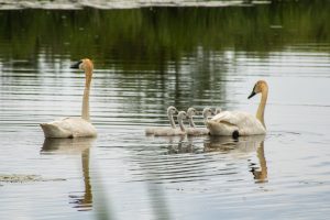 Two adult swans with cygnets swimming in a pond with blurred green background.